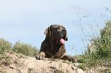 CANE CORSO 014